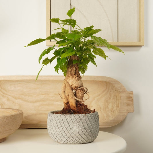 China Doll | Bonsai | Mother's Day