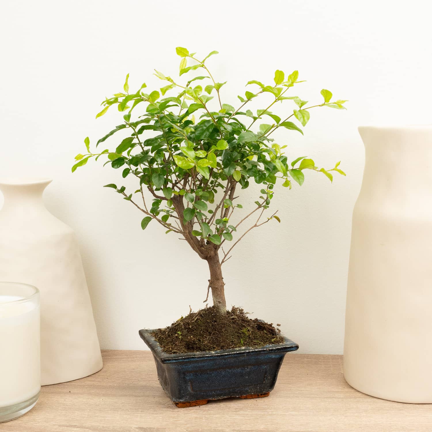 Sageretia | Bonsai