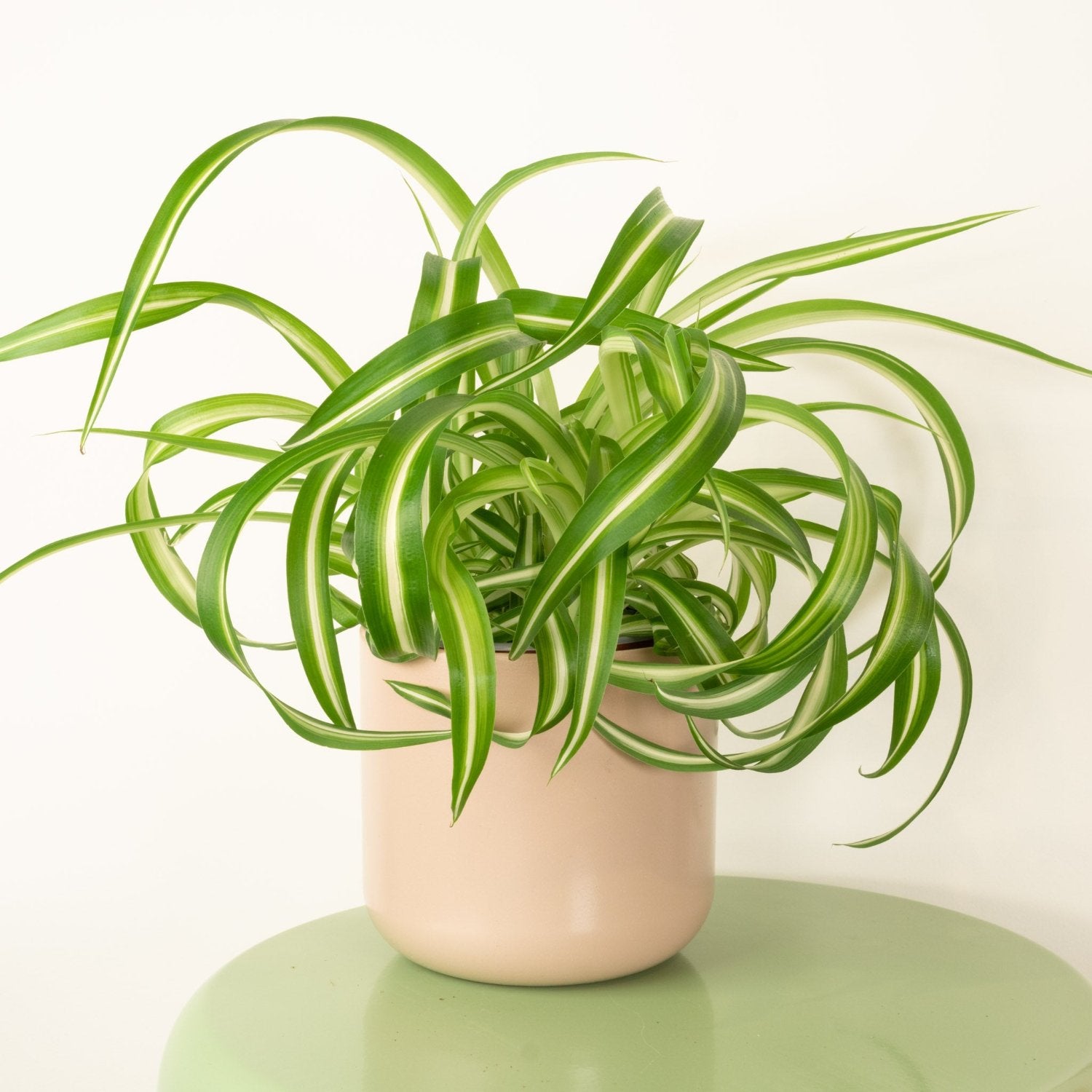 bonnie spider plant light requirements Curly Spider Plant