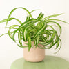 An incredible Curly Bonnie Spider Plant - also known as Chlorophytum Comosum 'Bonnie.' Best identified through its stunning stripd leaves with dark green outer shades and a creamy-white central line, these are a wonderfully easy to care for variety, great for gifting and ideal for bedrooms, offices, restaurants & more! Give one a go today at www.houseplant.co.uk