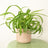 Variegated Plants