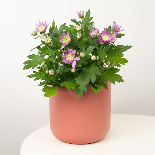 Mum | Lilac Dream | Garden & Outdoor Plants