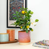 A beautiful Calamondin Citrus Tree in a cosy ceramic pot, sitting atop a shelf.