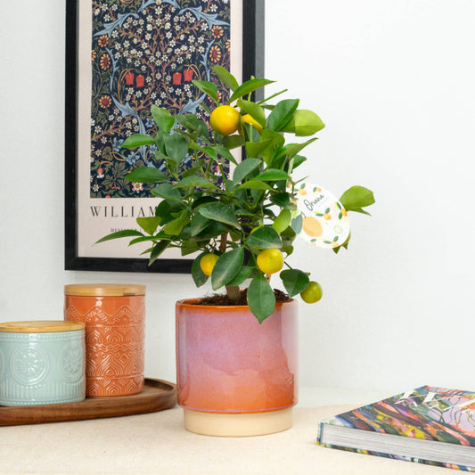 Citrus Tree | Calamondin | Indoor Plants