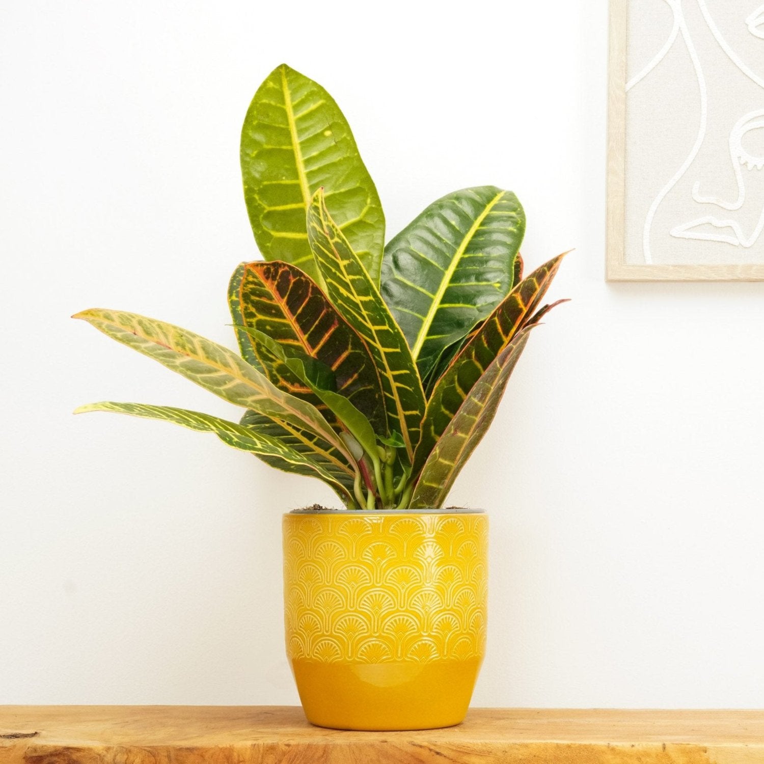 Croton | Petra