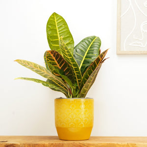 Croton | Petra - Indoor Plant