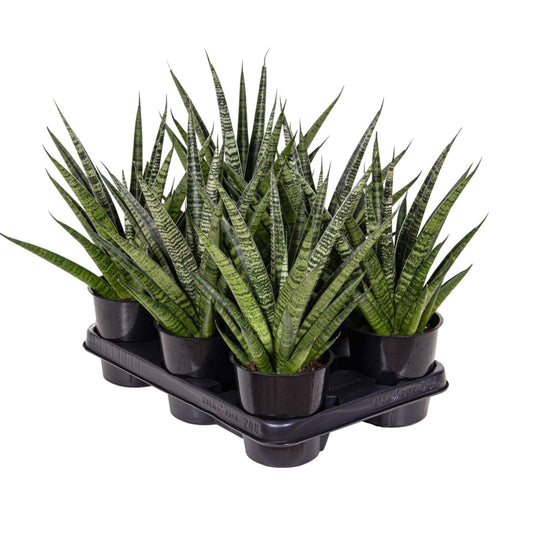Snake Plant | Comet Queen Marble | 