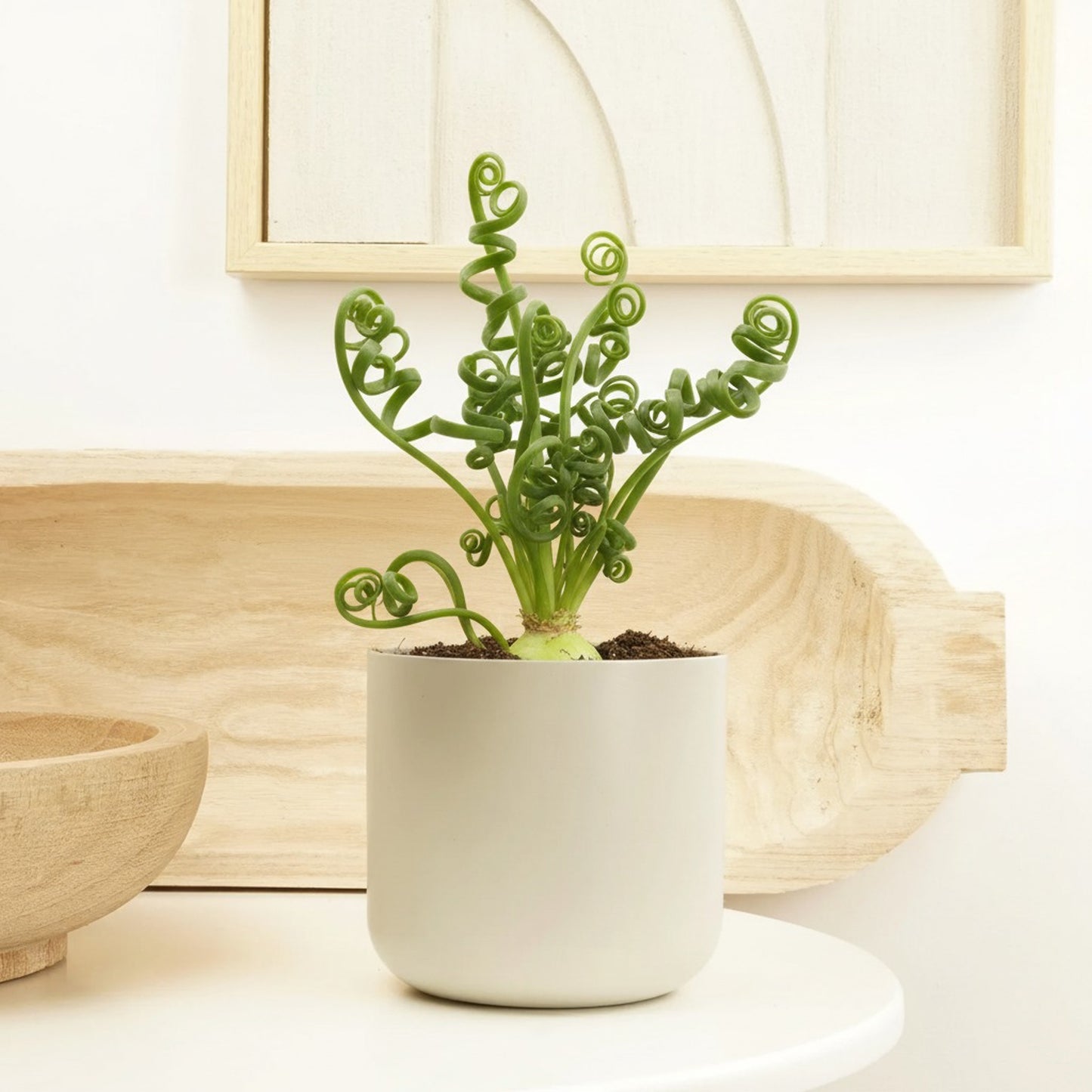 corkscrew succulent plant Corkscrew Plant | Frizzle Sizzle | Rare Plant