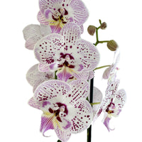 Cracker Phalaenopsis Orchid