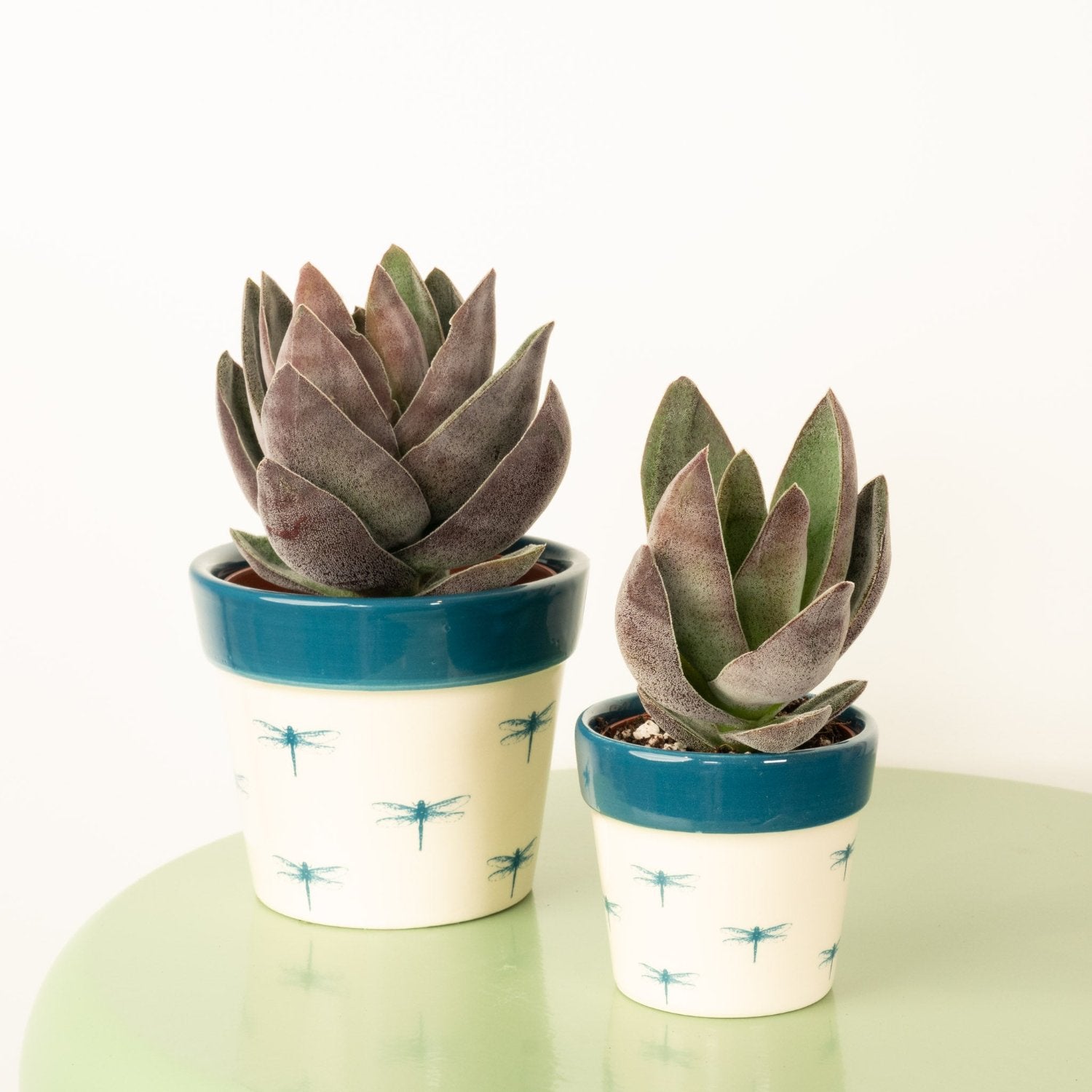 Silver Dollar Plant | Lotus