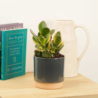 A captivating 'Albo' Jade Crassula houseplant in a cosy ceramic pot surrinded by decorations. This variety is best identified through its creamy-white/yellow leaf margins and wonderful beginner friendly nature. Great for gifting and sharing with loved ones! 