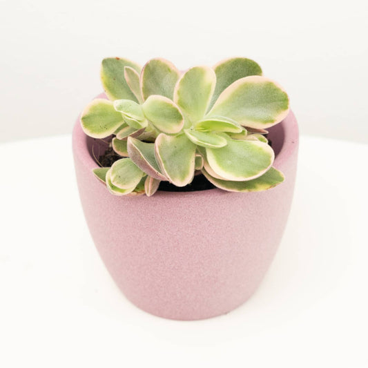 Money Plant | Moneymaker Variegata | Small Plants & Tot Pots