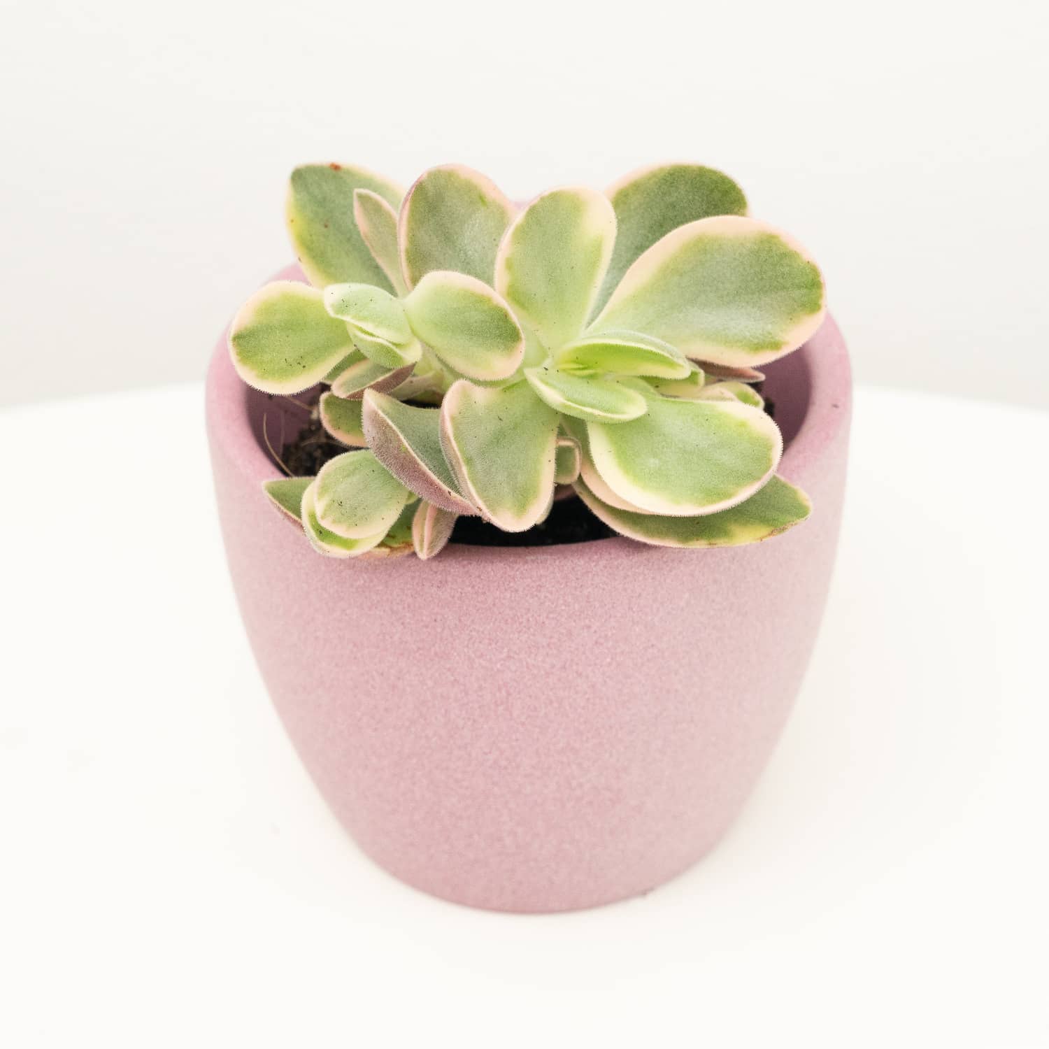 Money Plant | White Variegata