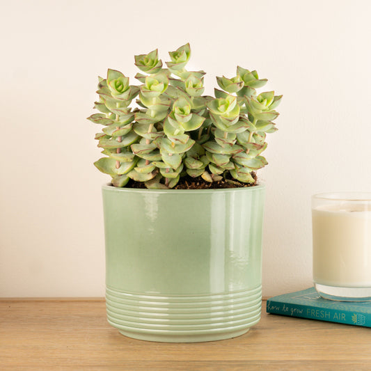 Crassula | Azul | Potted Houseplants