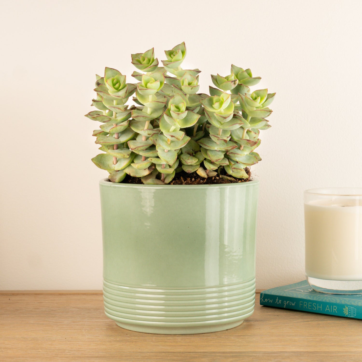 Crassula | Azul