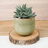 A cute Silver Spark Crassula in a cosy ceramic nursery pot.