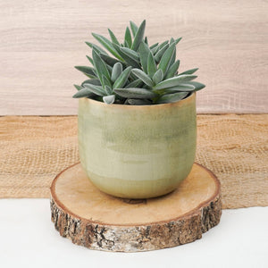 Crassula | Silver Spark - Indoor Plant
