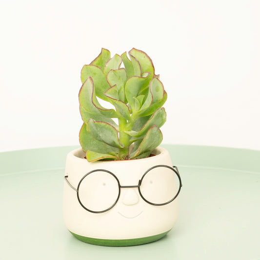 Curly Silver Dollar Plant | Potted Houseplants