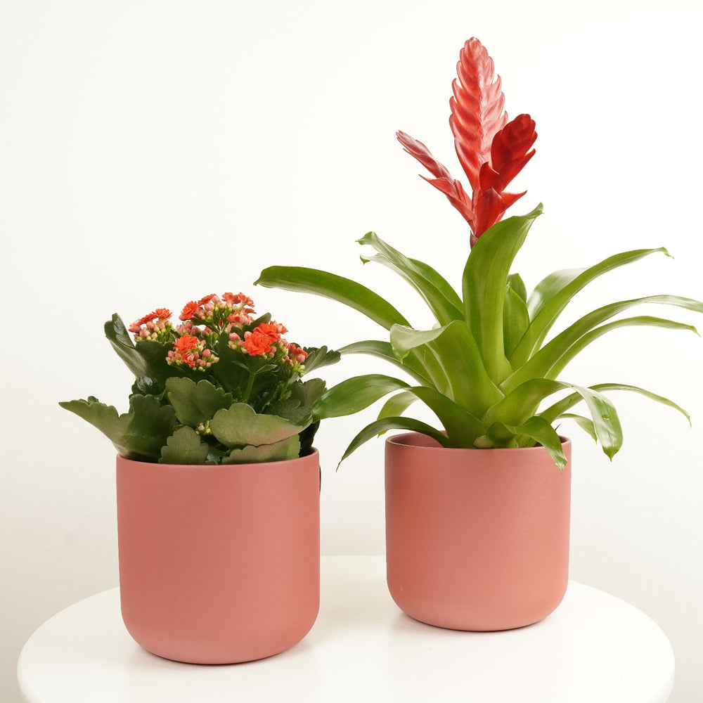 Indoor Crimson | Plant Bundle | 2 X PLANTS | 2 X POTS | Indoor Plant Bundle