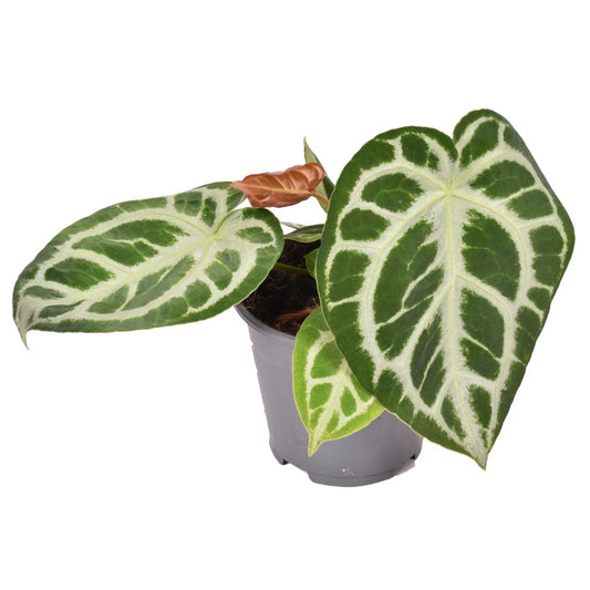 Crystal Anthurium | Silver Blush | Rare Plant | Potted Houseplants