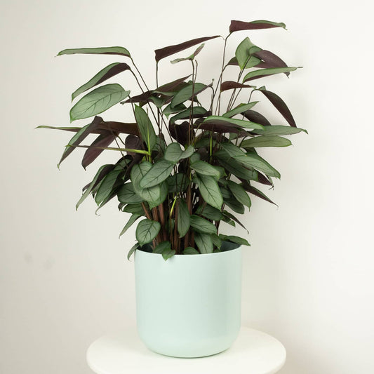 Never Never Plant | Grey Flag Sentosa | Perfect Plants for Under £30