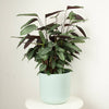A stunning 'Grey Flag Stripe' Never Never Plant, admired for their distinct tropical style and grey-green striped leaves with purple undersides. Great for gifting, air-purifying, and sure to inspire! Shown in a blue ceramic decorative pot, sold separately.