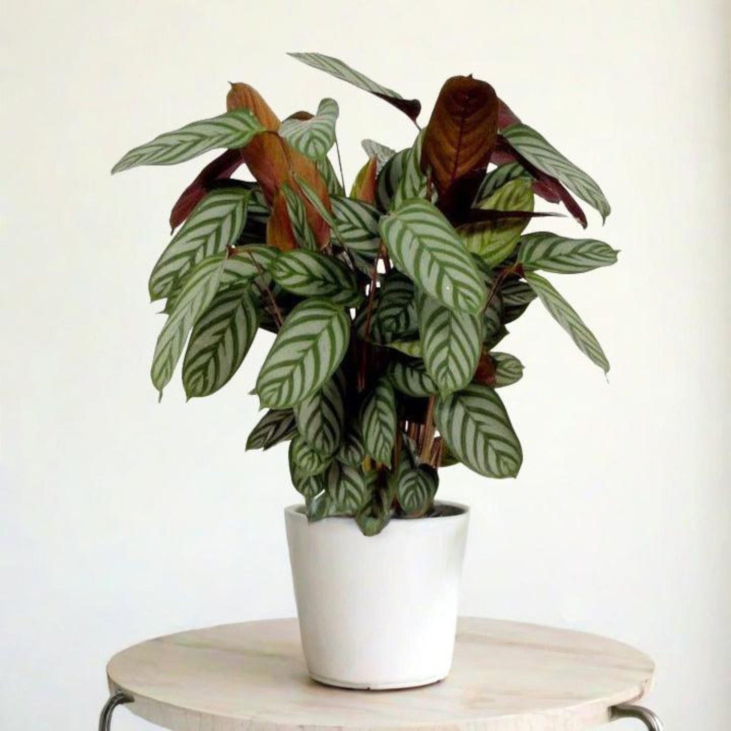 Never Never Plant | Compact Star