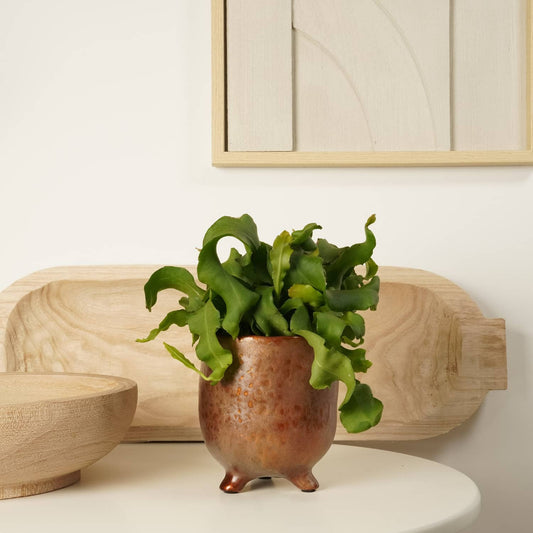 Curly Locks Orchid Cactus | Pet Safe Plants