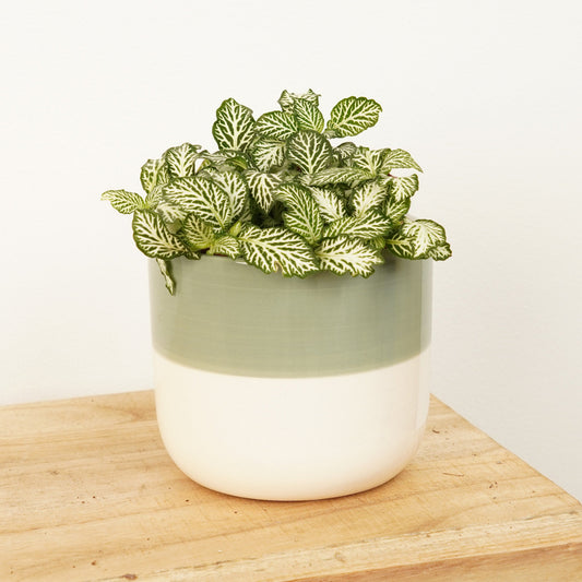 Nerve Plant | Curly Marble | Flowering Plants