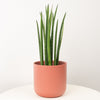 A fascinating 'Mikado' Snake Plant (Sansevieria) in a cosy decorative red-orange ceramic pot sold separately. This variety is best identified through its distinct long, thin green stems that almost look like grass!