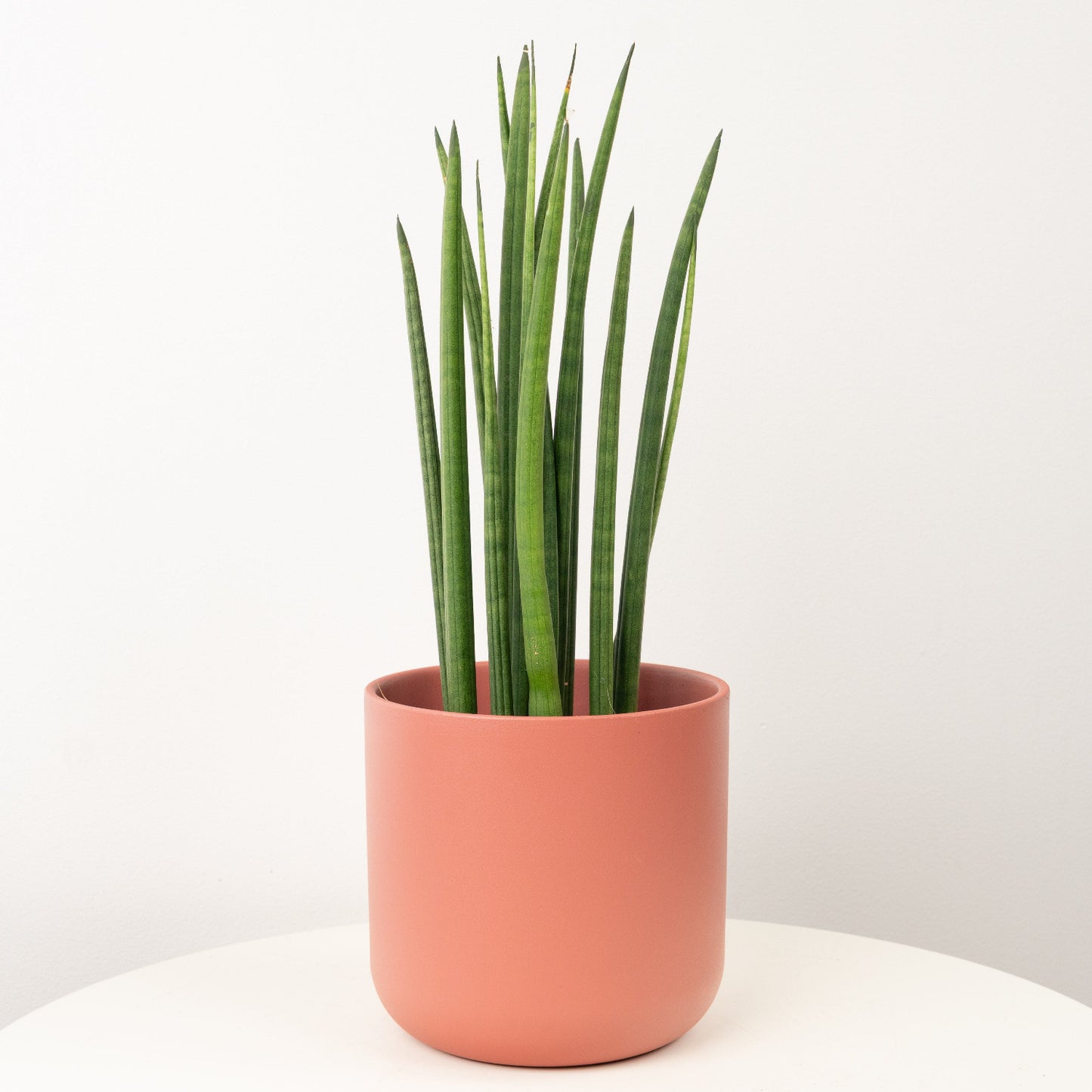 Snake Plant | Cylindrica Mikado