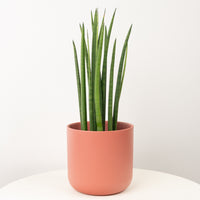 A fascinating 'Mikado' Snake Plant (Sansevieria) in a cosy decorative red-orange ceramic pot sold separately. This variety is best identified through its distinct long, thin green stems that almost look like grass!