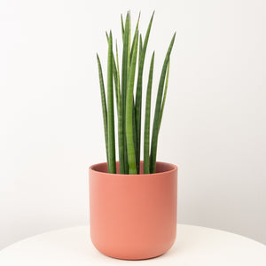 Snake Plant | Cylindrica Mikado - Indoor Plant