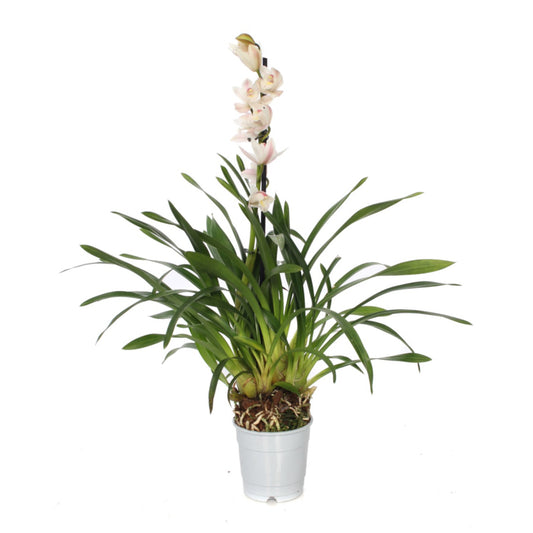 Cymbidium Orchid | Yuki | 