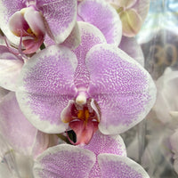 Phalaenopsis Orchid | Pinky Winky