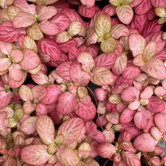 Nerve Plant | Special Pink | Potted Houseplants