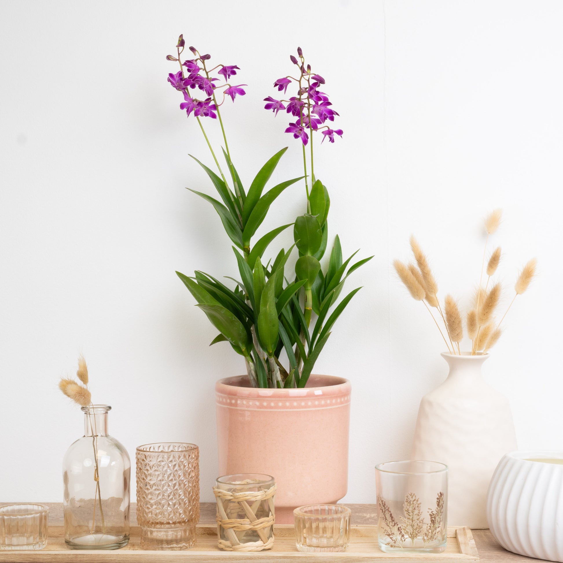 Dendrobium Orchid | Berry Oda | Hard To Find