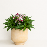 Dianthus | Sweet William | Outdoor Plant