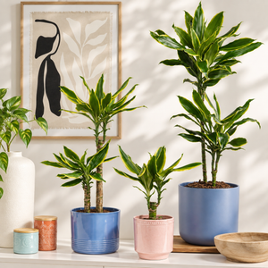 Palm | Gold Coast - Indoor Plant