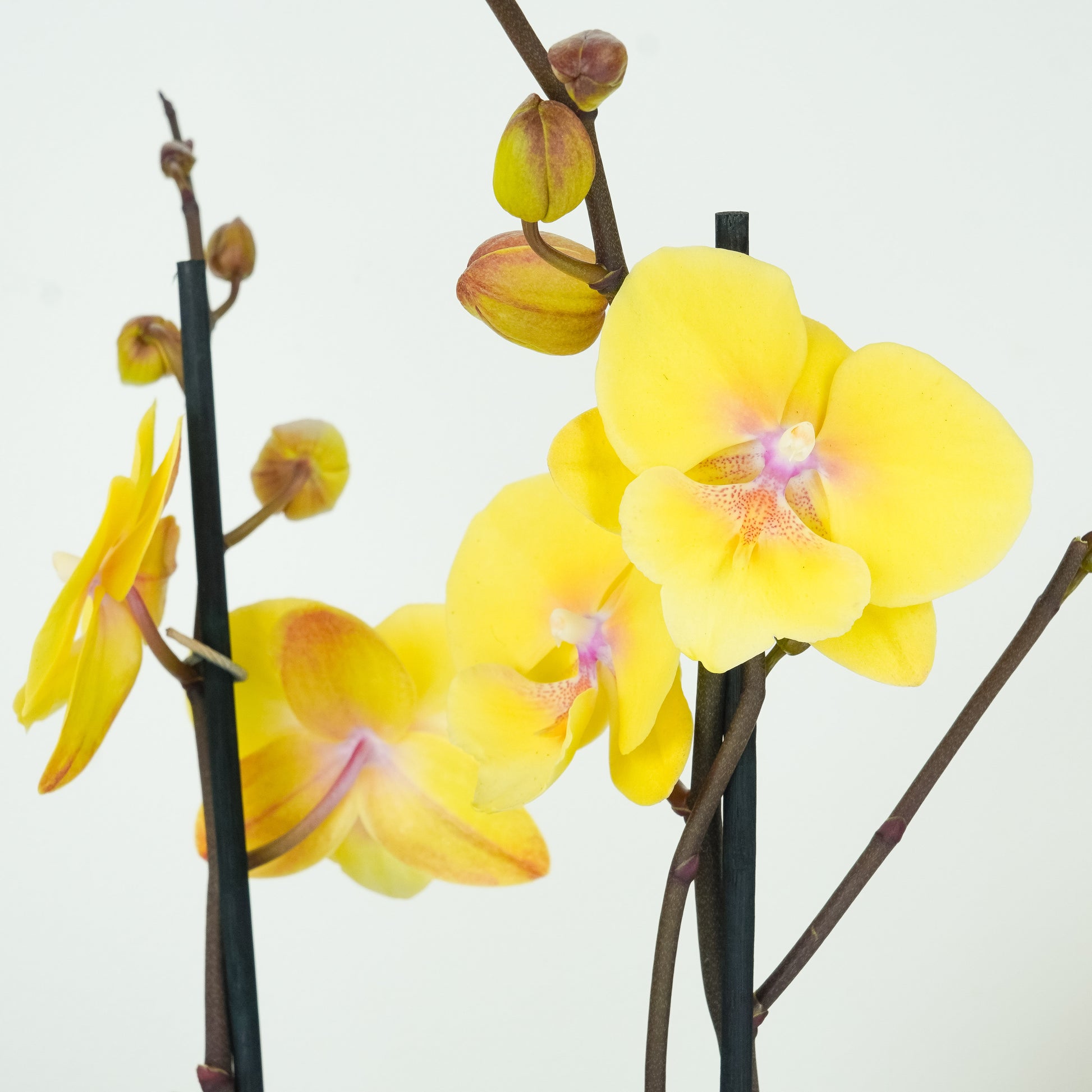 Phalaenopsis Orchid | Manta Palau