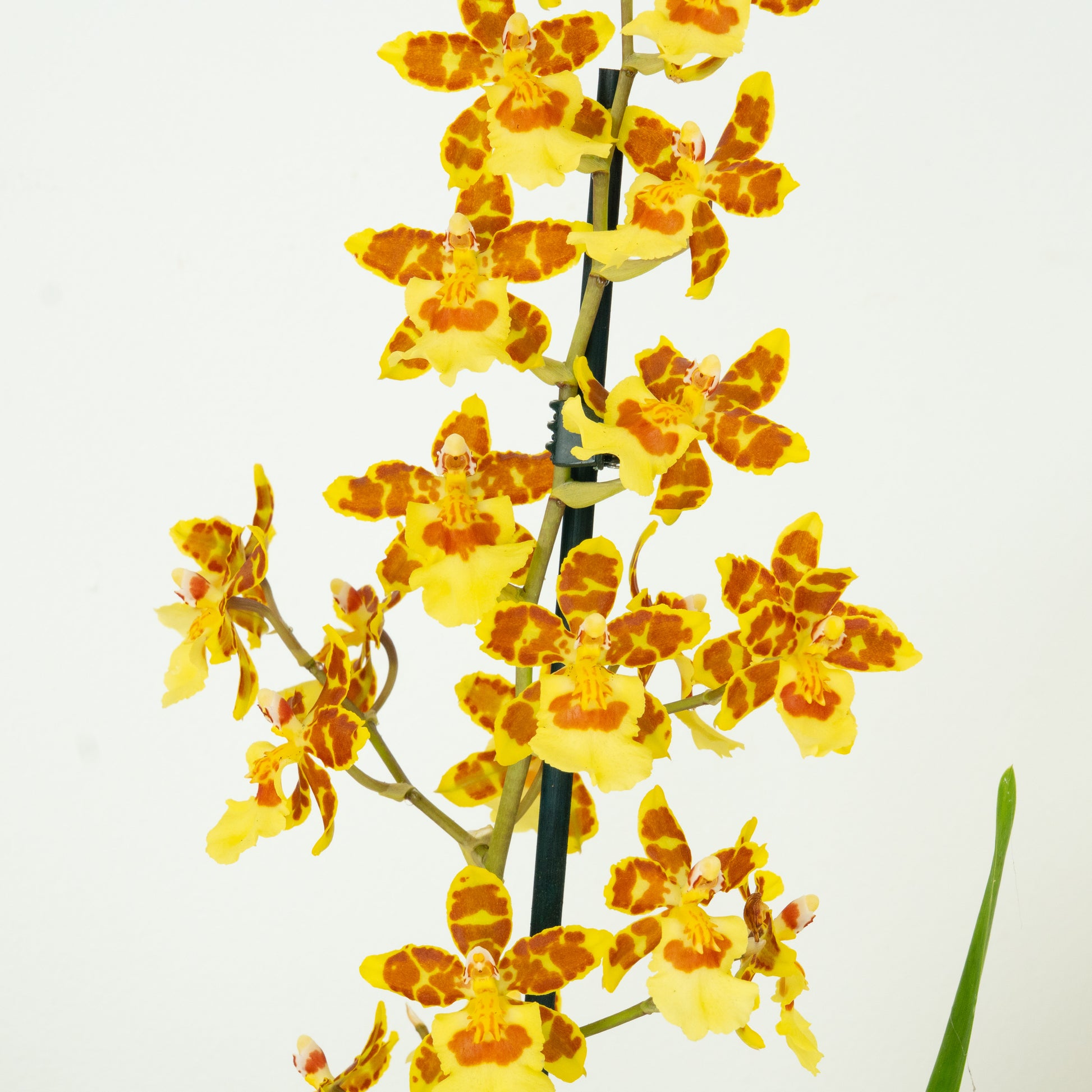 Colmanara Orchid | Burkhard Holm