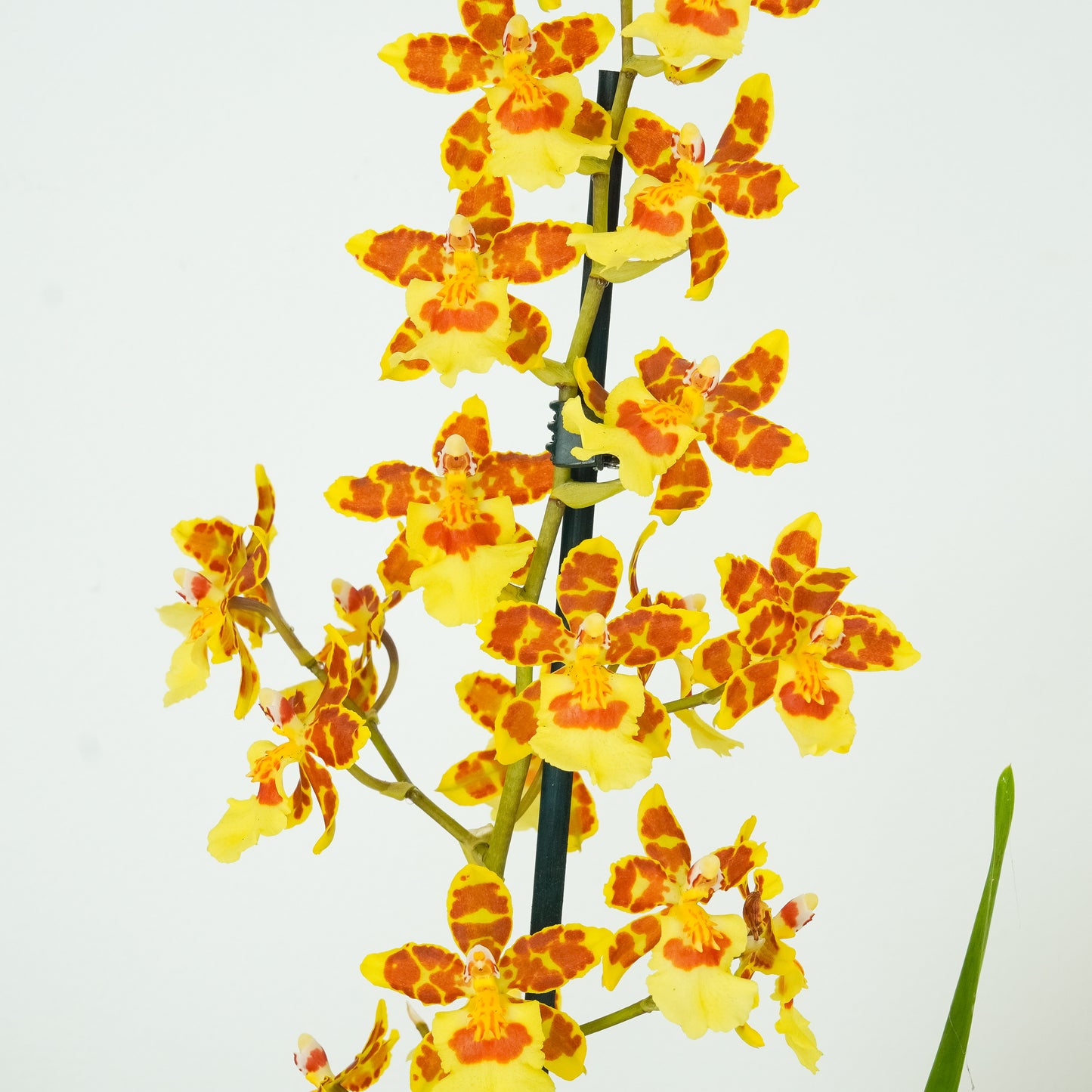 Colmanara Orchid | Burkhard Holm