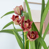 Cymbidium Orchid | Bingo