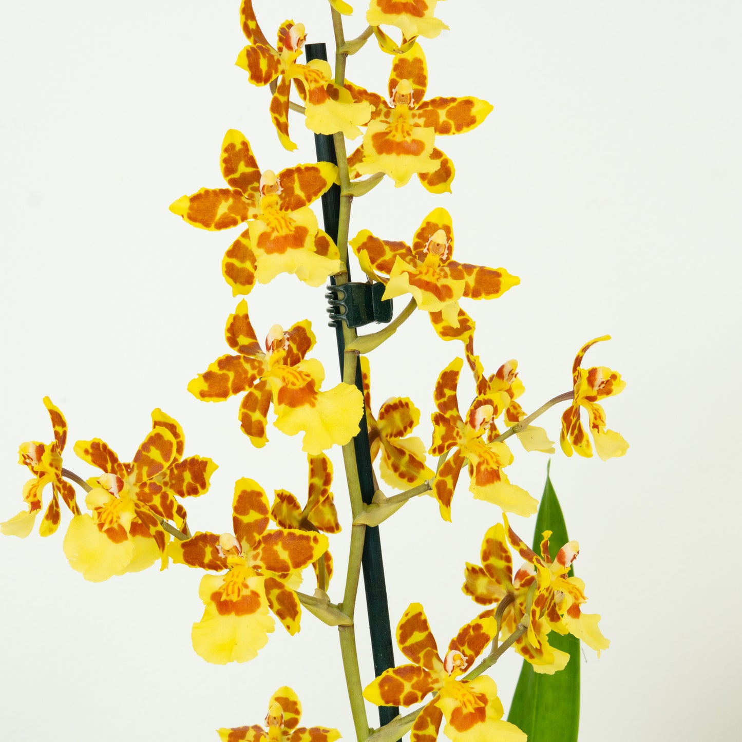 Colmanara Orchid | Burkhard Holm