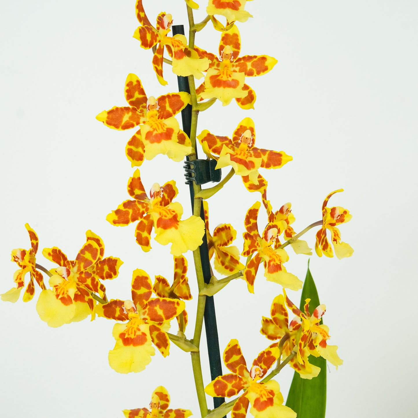 Colmanara Orchid | Burkhard Holm