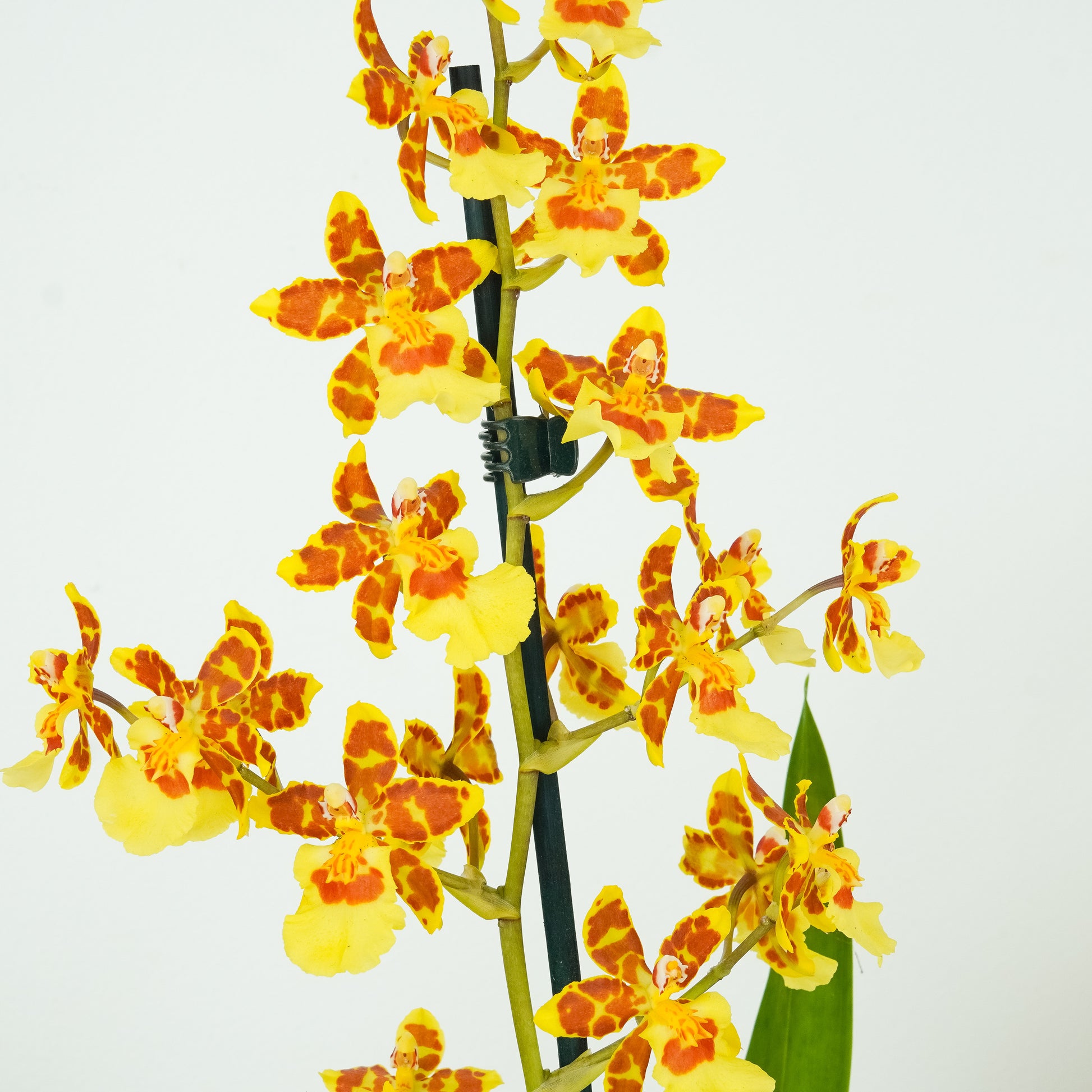 Colmanara Orchid | Burkhard Holm