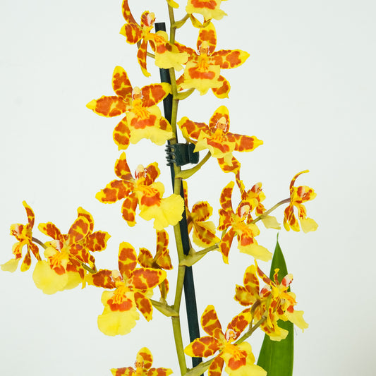 Colmanara Orchid | Burkhard Holm | Potted Houseplants