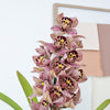 Cymbidium Orchid | Joker