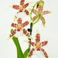 Dancing Ladies Orchid | White Renaissance | Rare Orchid