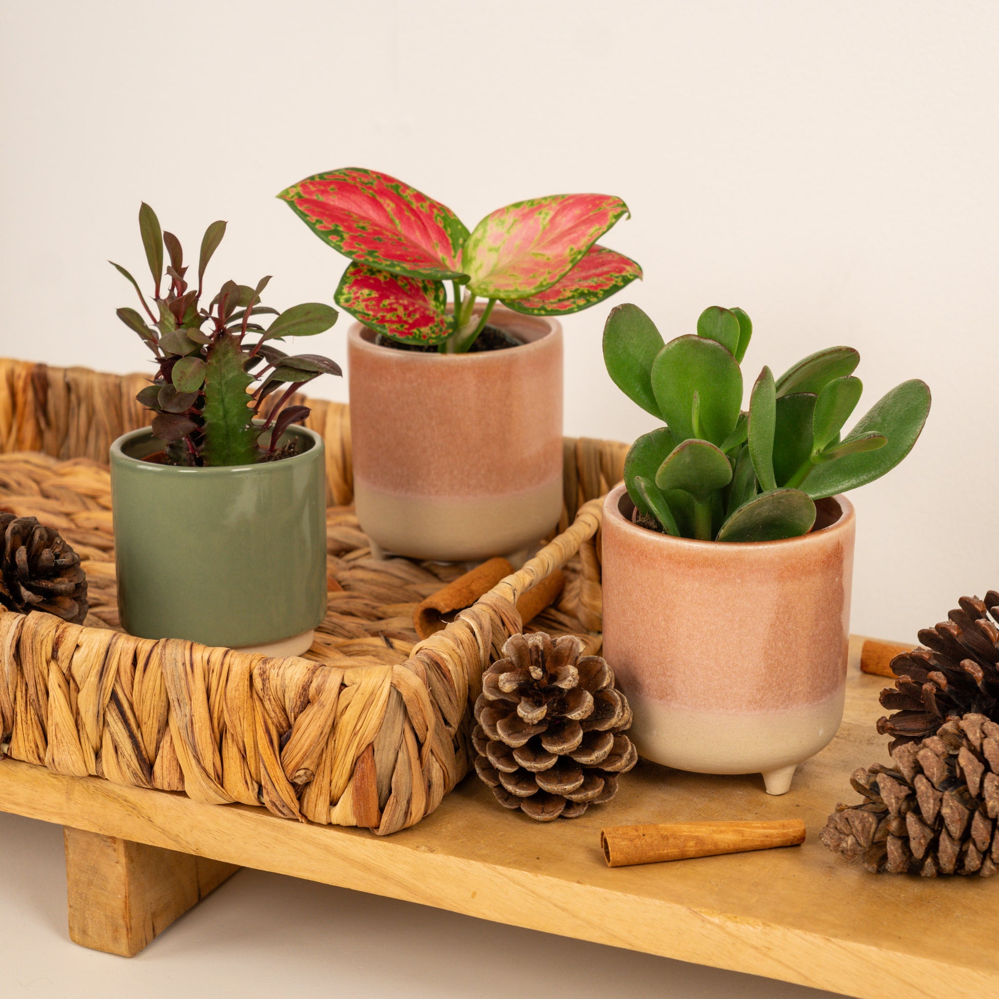 Joyful Jingle Tots | Plant Bundle